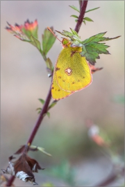 Postillon (Colias croceus) 10