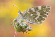 Resedafalter (Pontia edusa) 04