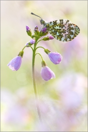 Aurorafalter (Anthocharis cardamines) 14