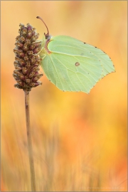 Zitronenfalter (Gonepteryx rhamni) 04