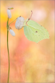 Zitronenfalter (Gonepteryx rhamni) 03