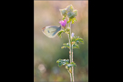 Kleiner Kohlweißling (Pieris rapae) 01