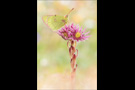 Alpen-Gelbling (Colias phicomone) 03