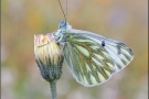 Alpen-Weißling (Pontia callidice) 05