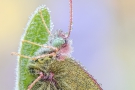 Alpen-Gelbling (Colias phicomone) 05