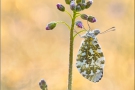 Aurorafalter (Anthocharis cardamines) 28