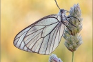 Baumweißling (Aporia crataegi) 14