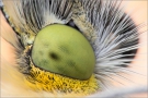 Auge Aurorafalter (Anthocharis cardamines)