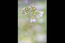 Aurorafalter (Anthocharis cardamines) 22