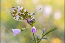 Aurorafalter (Anthocharis cardamines) 31