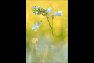 Aurorafalter (Anthocharis cardamines) 27