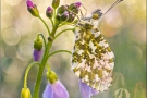 Aurorafalter (Anthocharis cardamines) 30