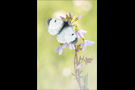 Aurorafalter (Anthocharis cardamines) 24