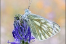 Alpen-Weißling (Pontia callidice) 02
