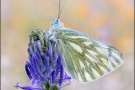 Alpen-Weißling (Pontia callidice) 02