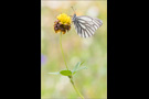 Bergweissling (Pieris bryoniae) 01