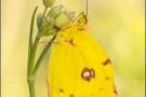 Postillon (Colias croceus) 14