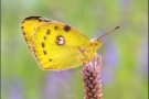 Goldene Acht (Colias hyale) 04