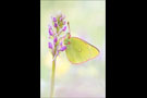 Hochmoor Gelbling (Colias palaeno) 02