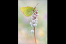 Hochmoor Gelbling (Colias palaeno) 01