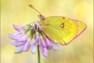 Alpen-Gelbling (Colias phicomone) 09