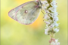 Alpen-Gelbling (Colias phicomone) 10