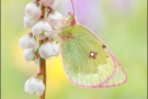 Alpen-Gelbling (Colias phicomone) 11