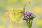 Alpen-Gelbling (Colias phicomone) 12