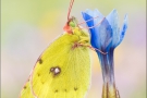 Alpen-Gelbling (Colias phicomone) 06