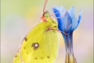 Alpen-Gelbling (Colias phicomone) 06