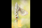 Alpen-Gelbling (Colias phicomone) 04