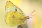 Alpen-Gelbling (Colias phicomone) 07