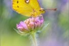 Goldene Acht (Colias hyale) 17