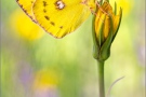 Goldene Acht (Colias hyale) 18