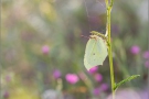 Zitronenfalter (Gonepteryx rhamni) 09