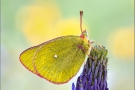 Hochmoor Gelbling (Colias palaeno) 03