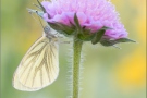 Grünader-Weißling (Pieris napi)