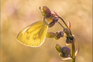 Grünaderweissling (Pieris napi) 06