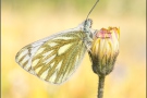 Alpen-Weißling (Pontia callidice) 03