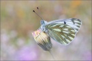 Alpen-Weißling (Pontia callidice) 01