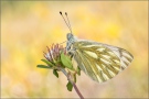 Alpen-Weißling (Pontia callidice) 04