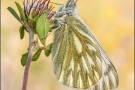 Alpen-Weißling (Pontia callidice) 06