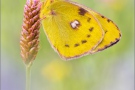Goldene Acht (Colias hyale) 20