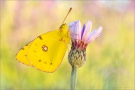 Postillon (Colias croceus) 20