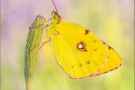 Postillon (Colias croceus) 15