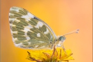 Resedafalter Puppe (Pontia edusa) 08