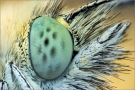 Kleiner Kohlweißling Auge (Pieris rapae) 01