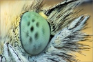 Kleiner Kohlweißling Auge (Pieris rapae) 01