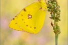 Postillon (Colias croceus) 21