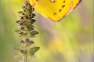 Goldene Acht (Colias hyale) 19